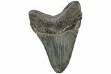 Fossil Megalodon Tooth - South Carolina #234179-1